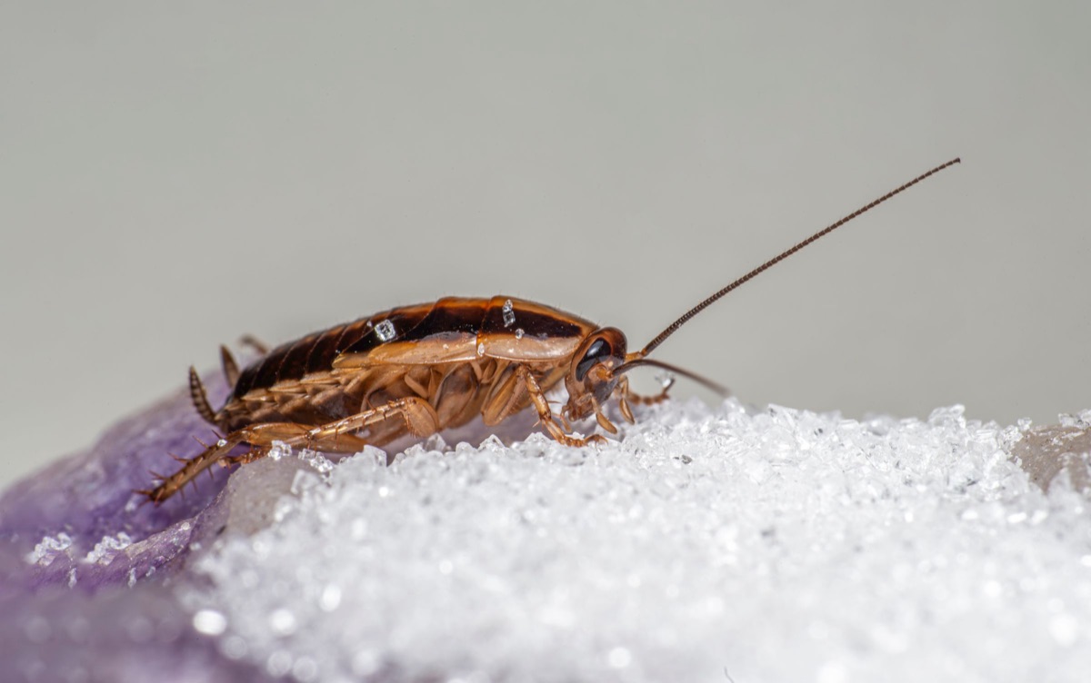 A German cockroach feeding on spilled sugar crystals